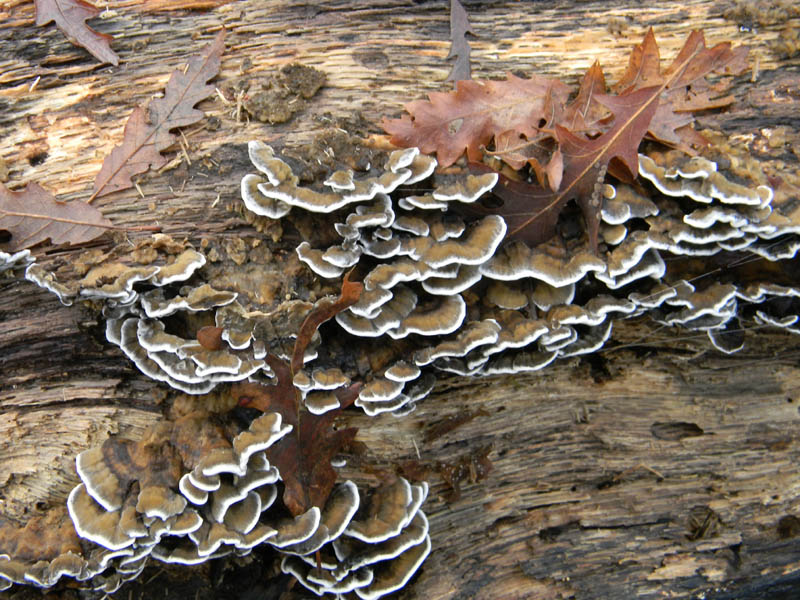 Alcuni ritrovamenti del 21.12.2010.